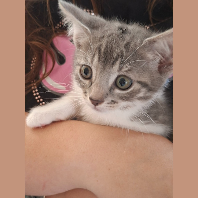 Photo of Biscuit (K71)