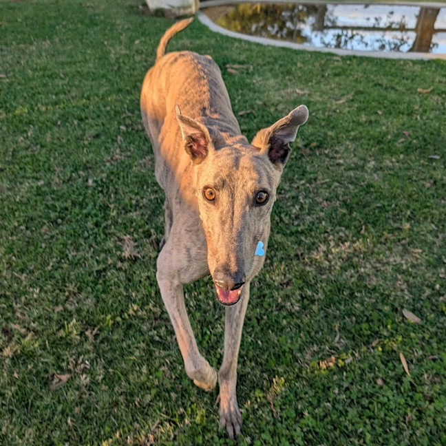 Photo of Marsupalami