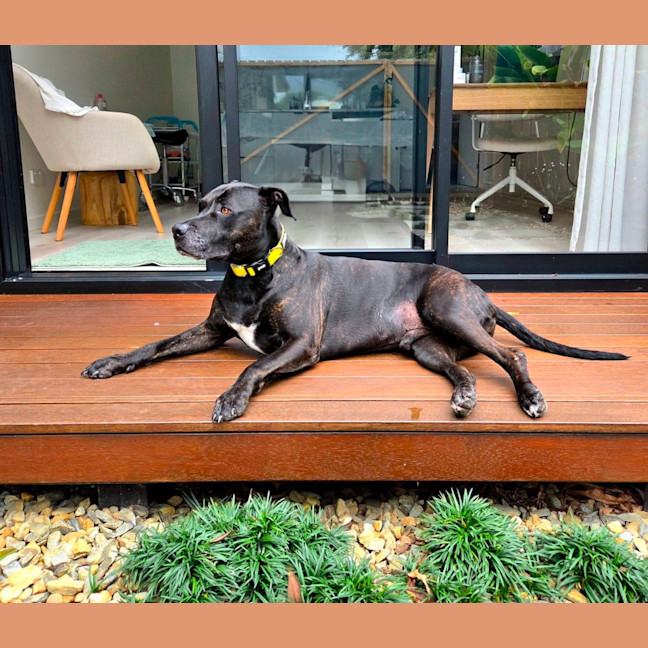 Photo of Ace