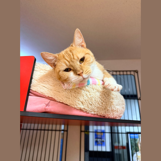 Photo of Vesper