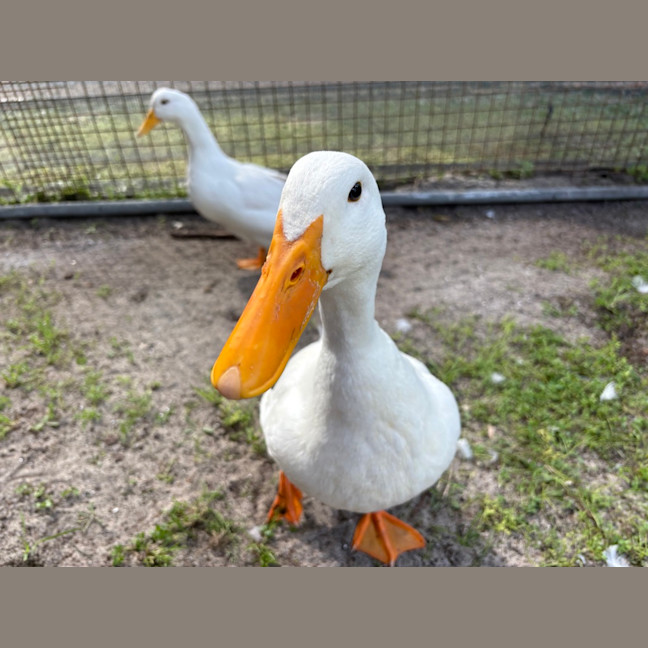 Photo of Daffy 