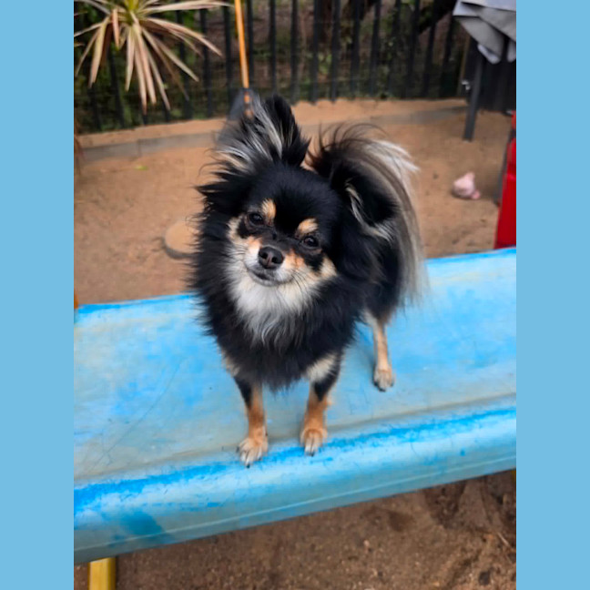 Photo of Bear