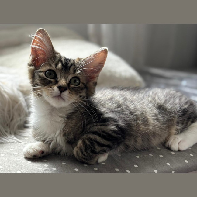 Photo of Pearl And Pirate 