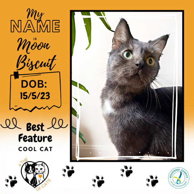 Photo of Moon Biscuit