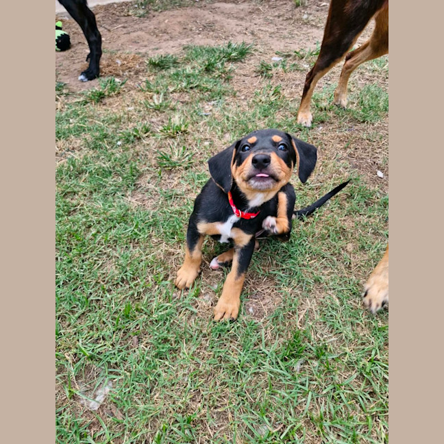 Photo of Snag