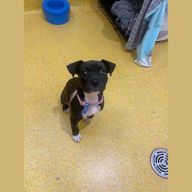 Photo of Nova