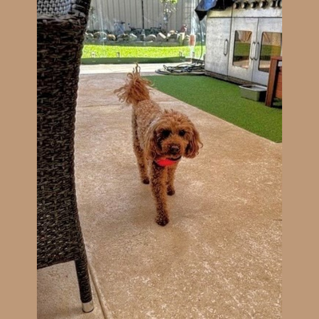Photo of Buddy