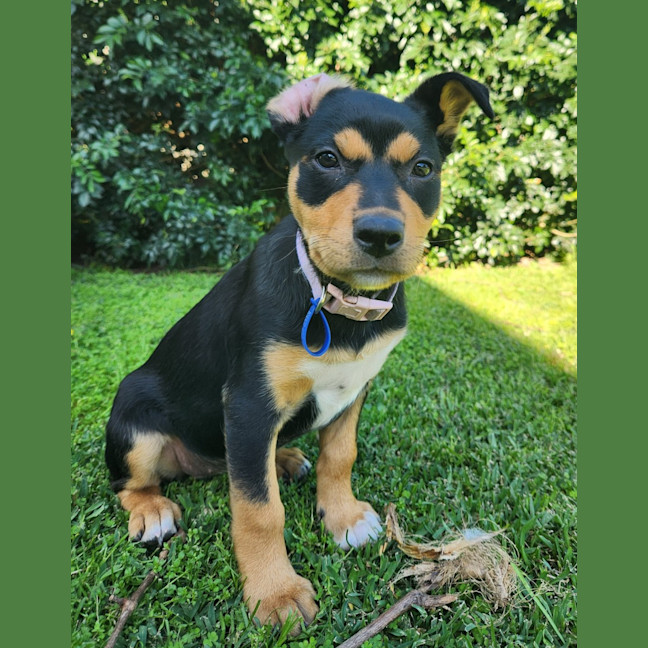 Photo of Gretel   11 Week Old Kelpie X (Trial)