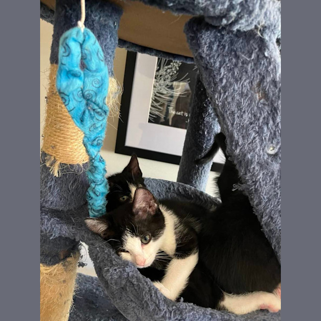 Photo of Ninja
