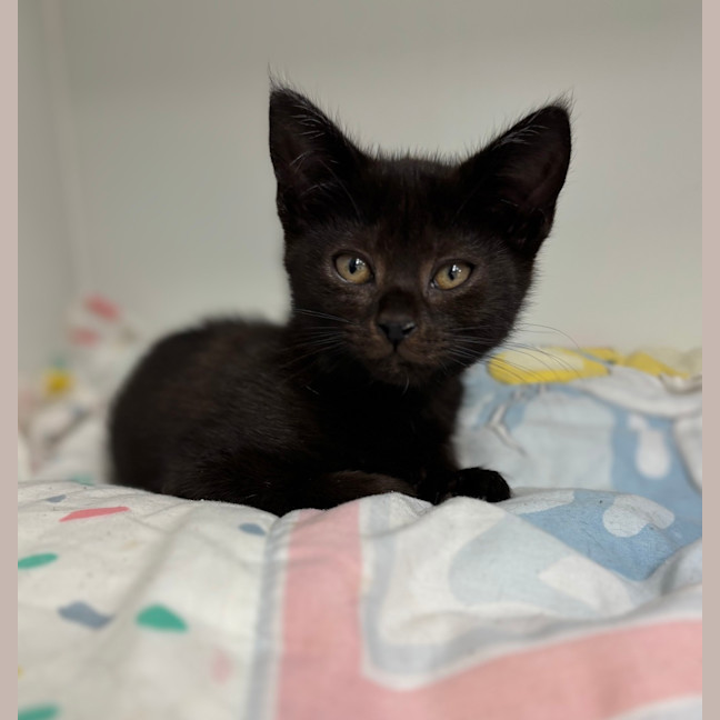 Photo of Atticus 