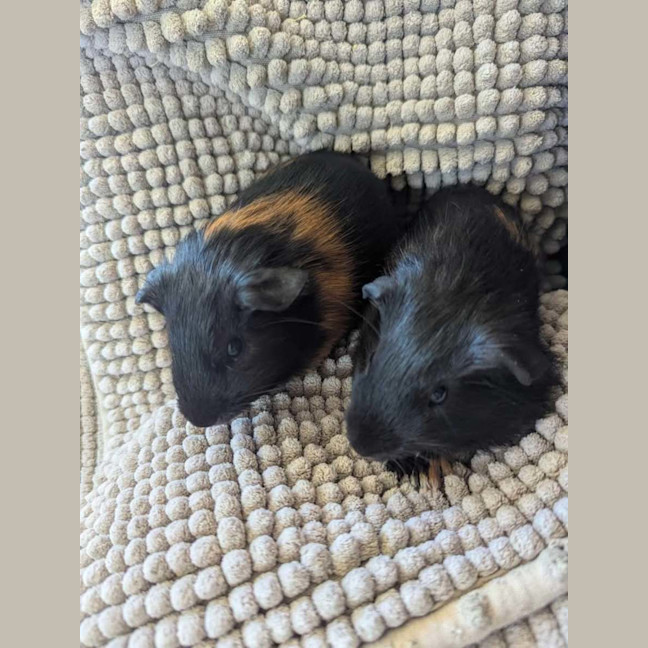 Photo of Thunder & Lightning