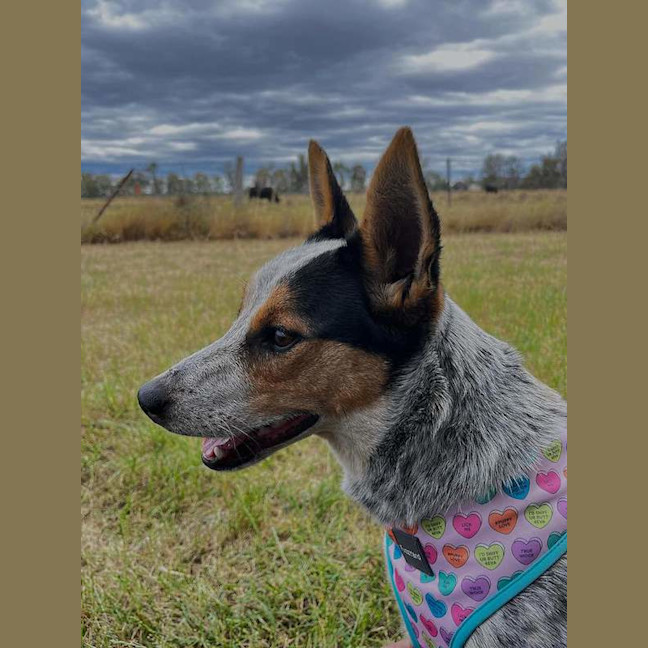 Photo of Tilly