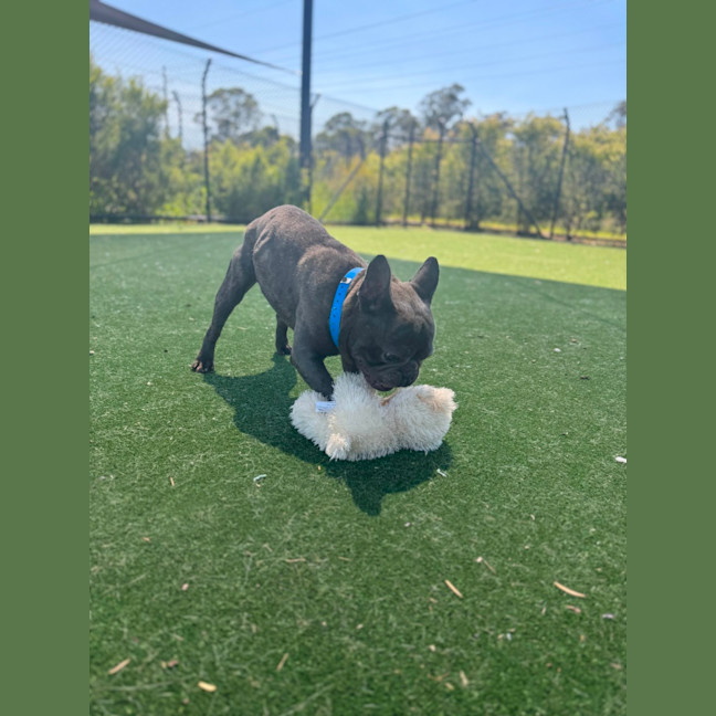 Photo of Stitch Imp 258