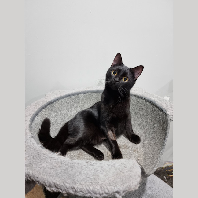 Photo of Bonnie *Fostered In Perth