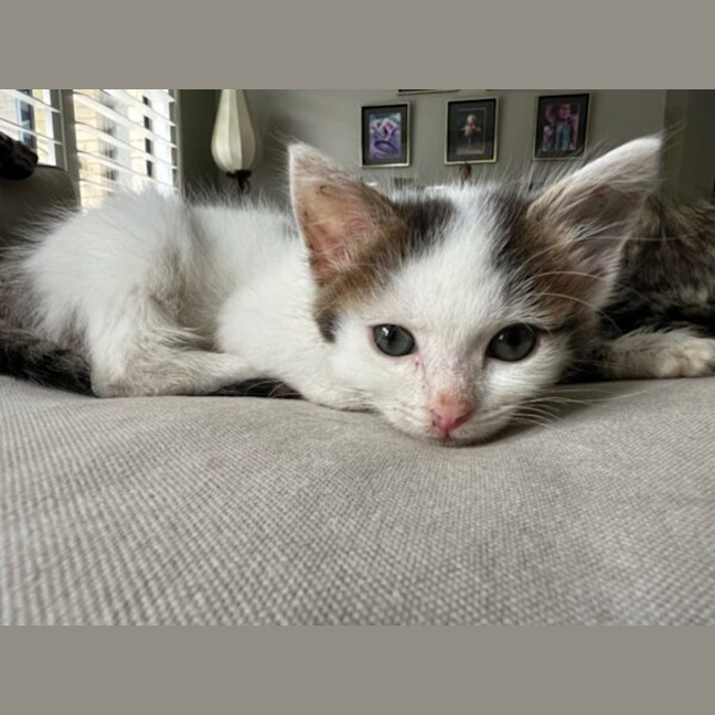 Photo of Mochi