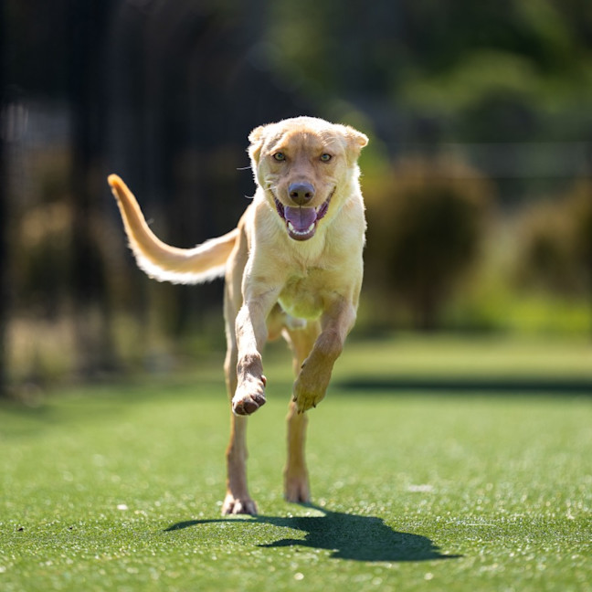 Photo of Apollo Imp 2364