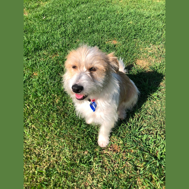 Photo of Luisa   19 Month Old Jack Russell X (Trial)