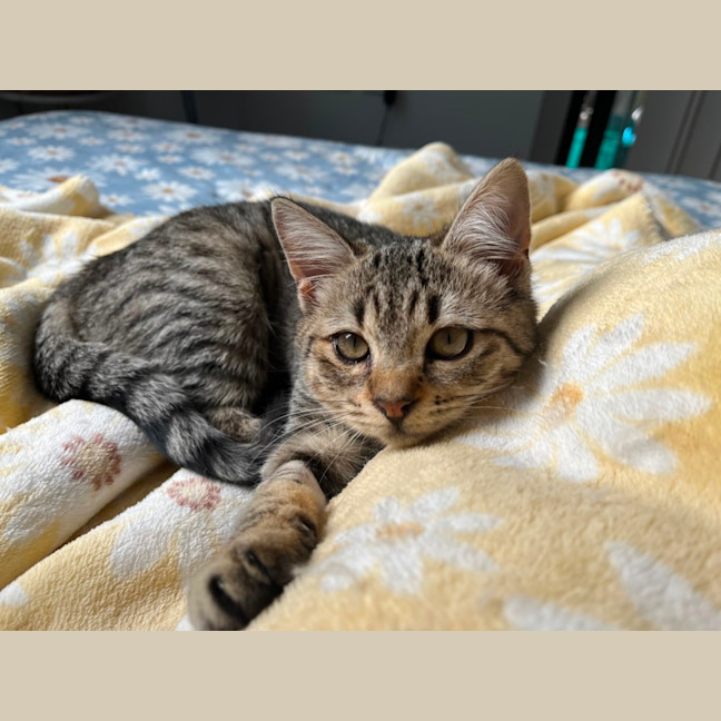 Photo of Dotti