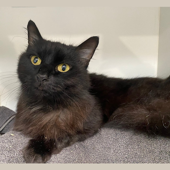Photo of Luna