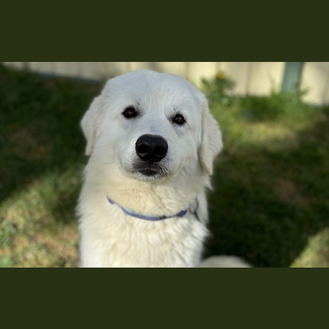Photo of Murphy