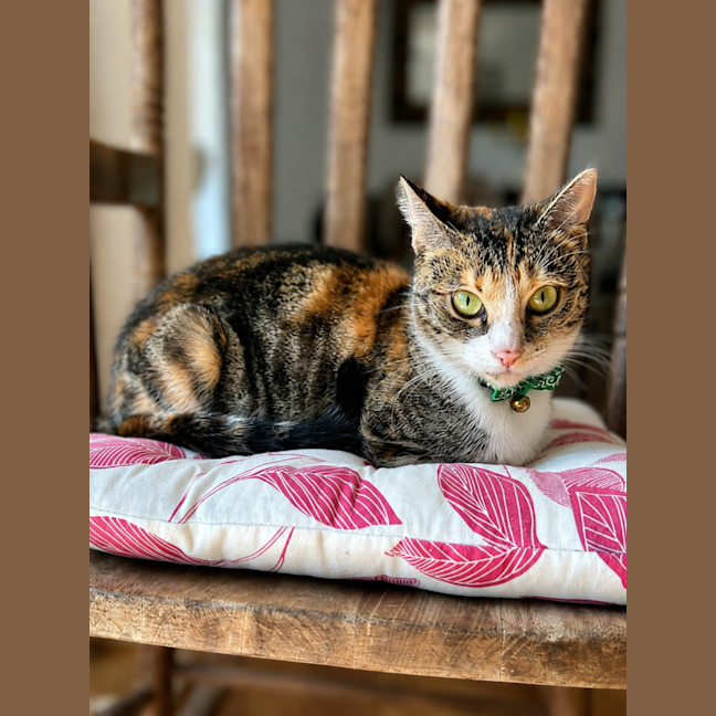 Photo of Meow Meow