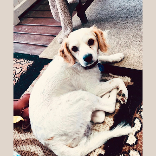 Photo of Boomer   1 Year Old Cavalier X