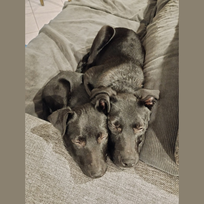 Photo of Nimona   4 Month Old Kelpie X (Trial)