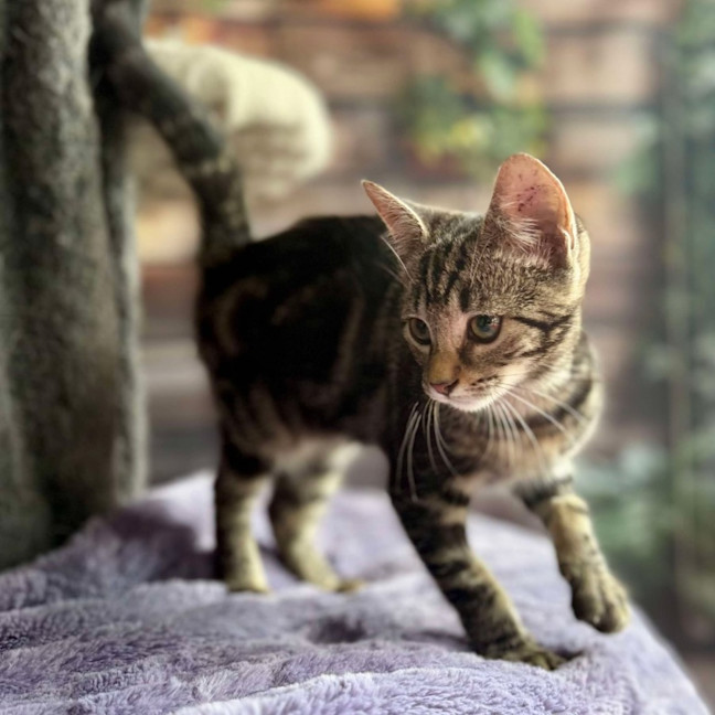 Photo of Blossom   Meet Me At Ivanhoe East Vet Clinic