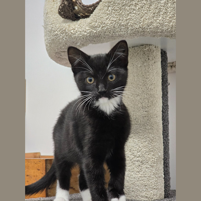 Photo of Rhea Ripley   Burnie
