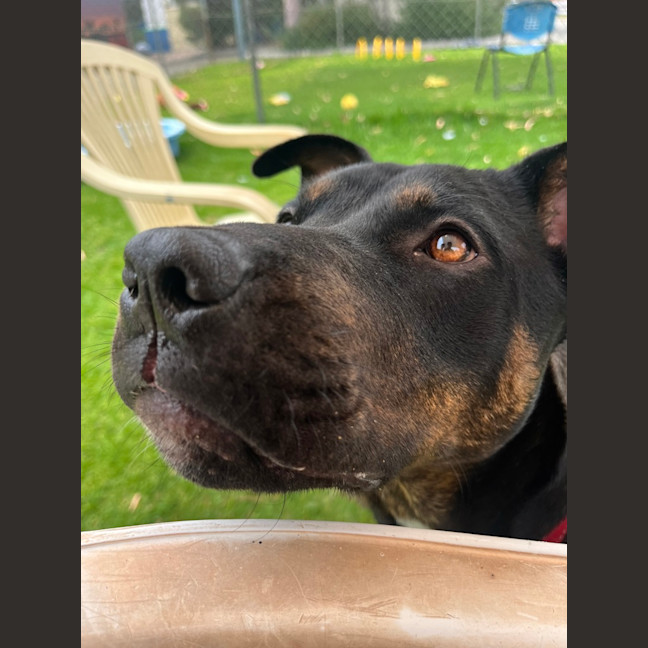 Photo of Freya
