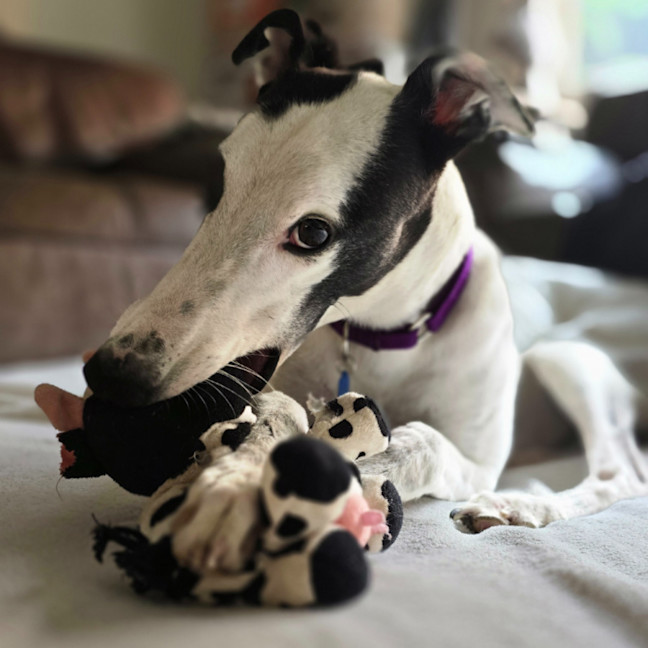 Photo of Blinky Bill