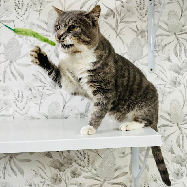 Photo of Bubbles   Located In Preston