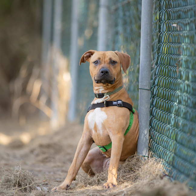 Photo of Honey (Chippie)