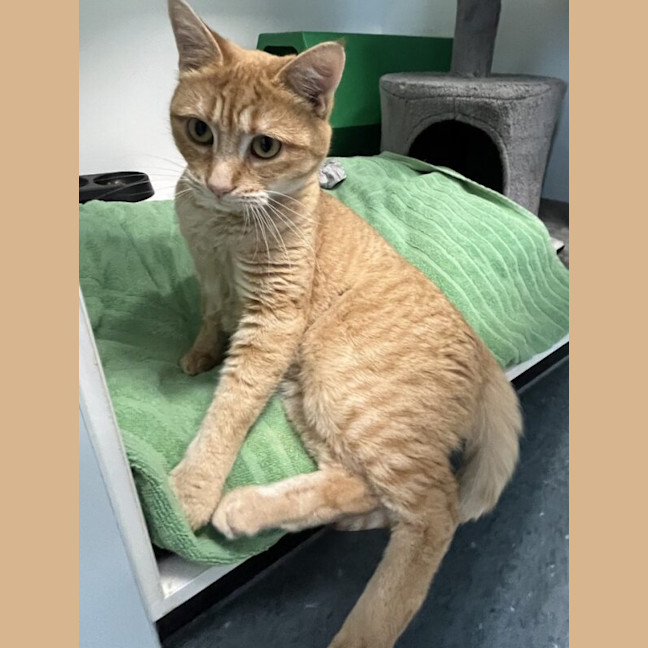 Photo of Toffee