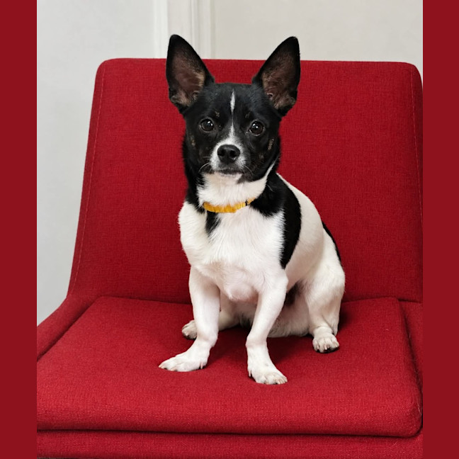 Photo of Spot