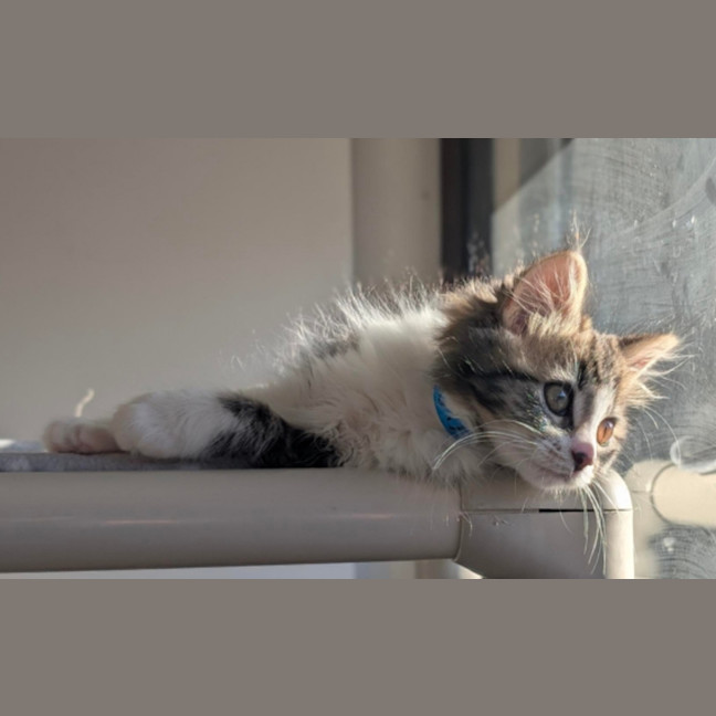 Photo of Otis
