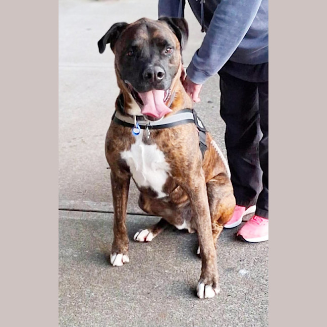 Photo of Max   5 Year Old Staffy X Ridgeback
