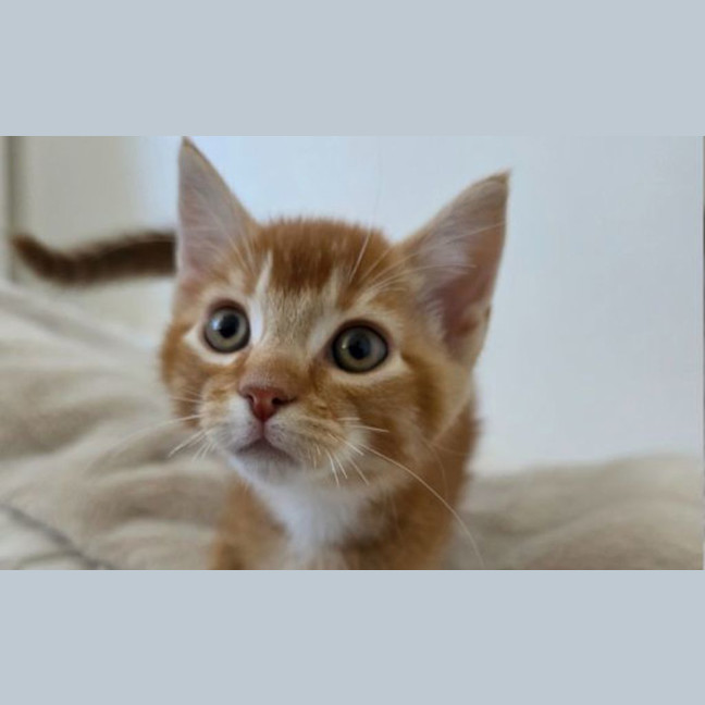 Photo of Peanut