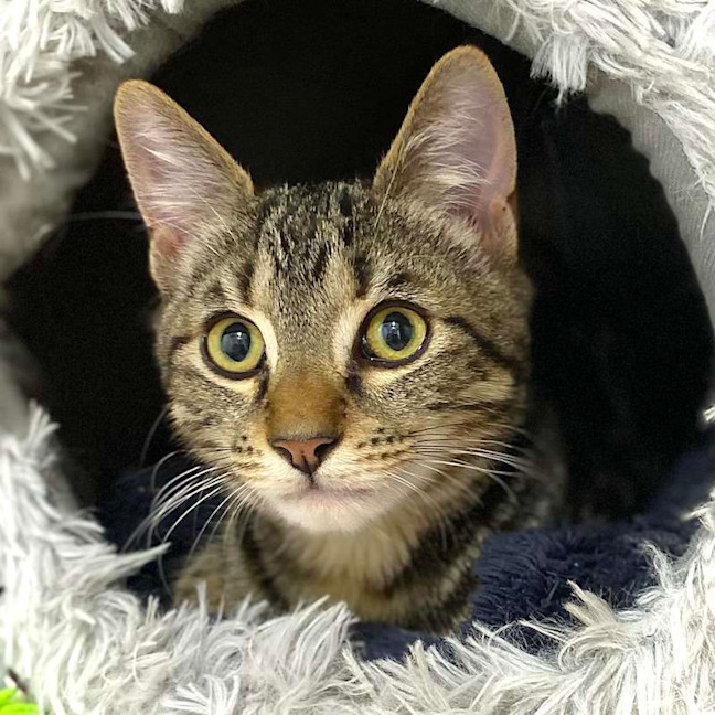 Photo of Diesel