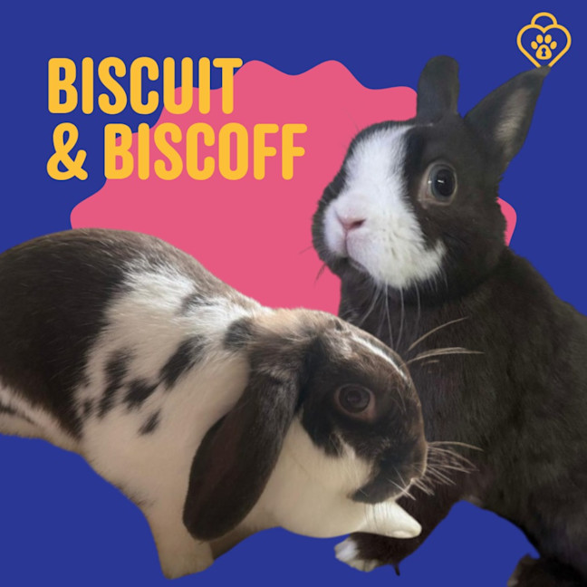 Photo of Biscoff / Biscuit