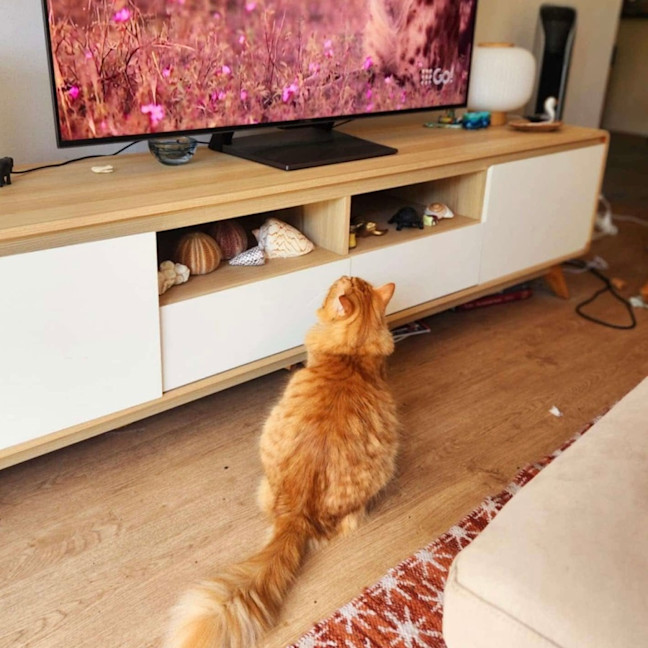 Photo of Claude 🦁🐈