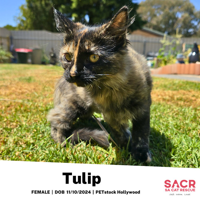 Photo of Tulip