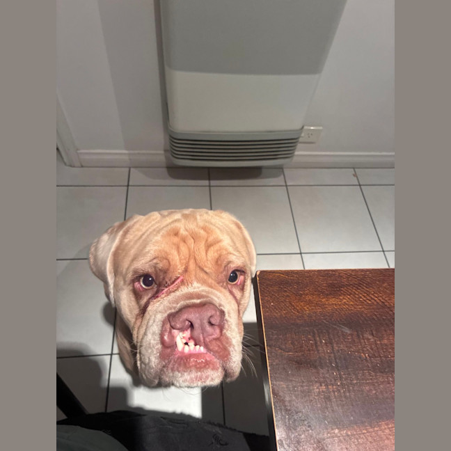 Photo of Lloyd   2 Year Old Aussie Bulldog X