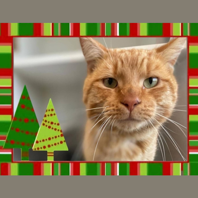 Photo of Ginge