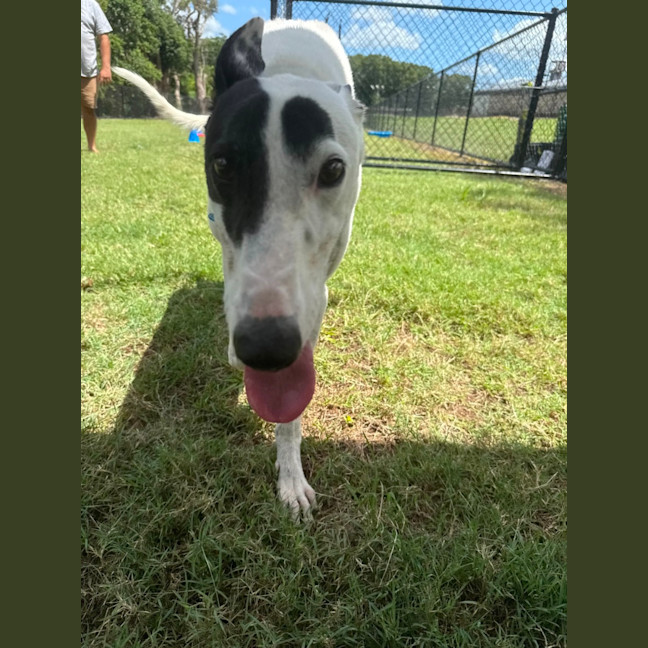 Photo of Patch