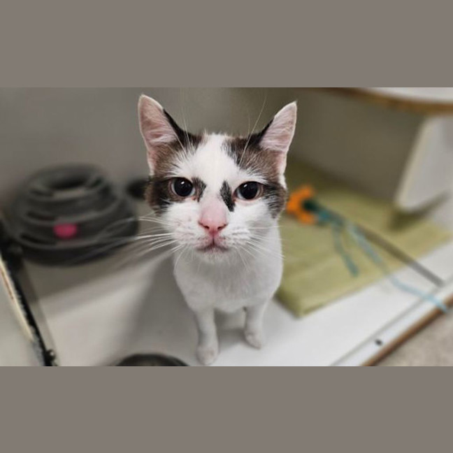 Photo of Bandit 