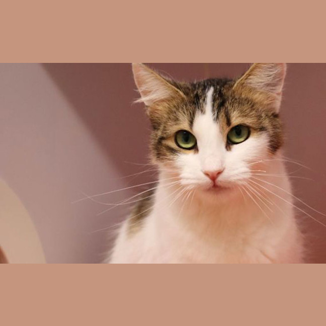 Photo of Bluebell