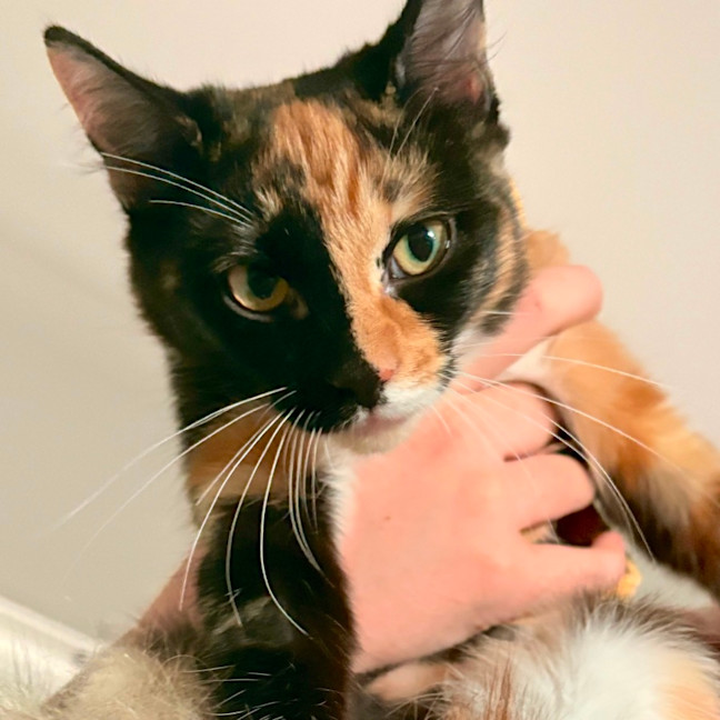 Photo of 💖 Cali 💖