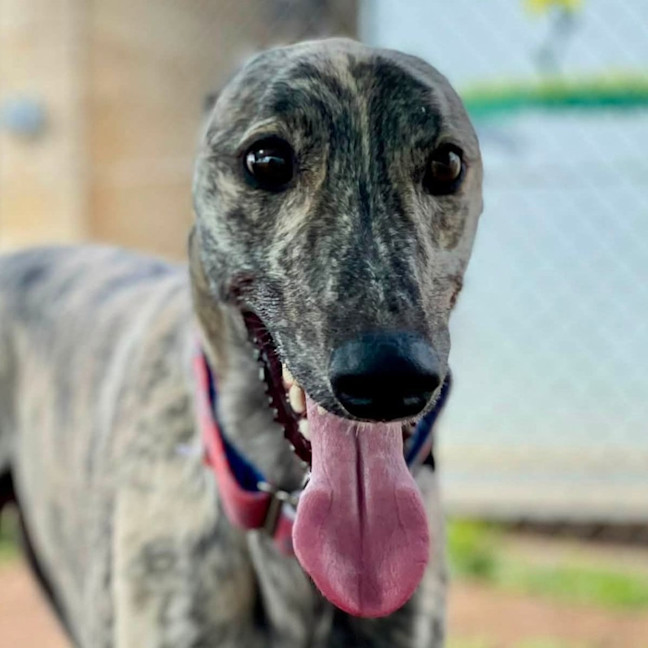 Photo of Merrill The Greyhound