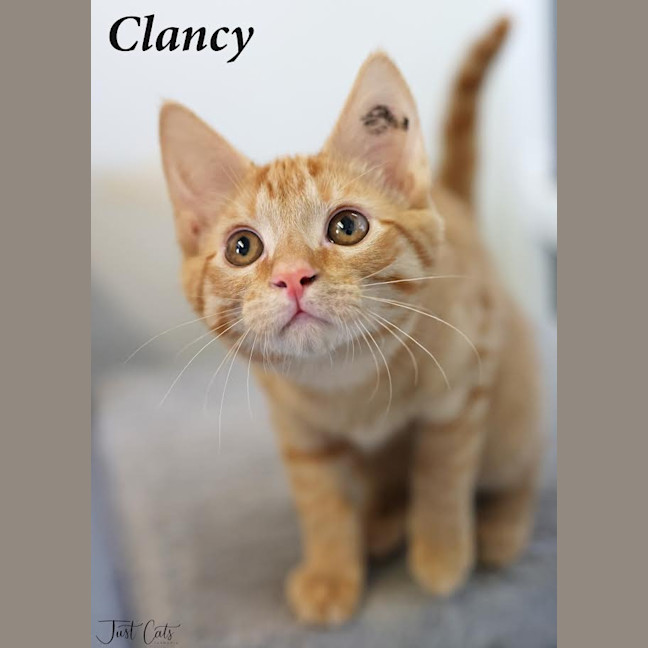 Photo of Clancy Wiggum